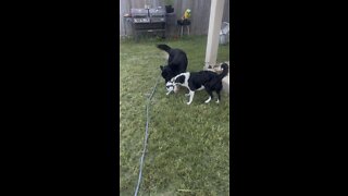 Dogs playing tug of war