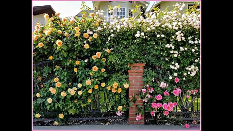 Rose Gardening: Amazing Multi Colored Rose Hedge🌹Shirley Bovshow (#shorts)