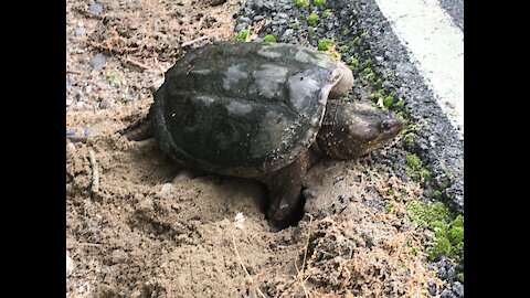 Turtle burying her eggs 🥚 on a Friday morning !