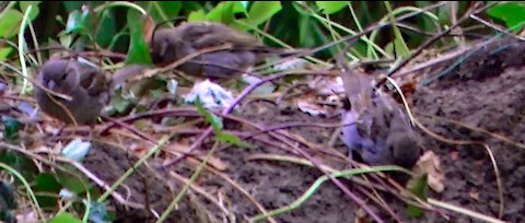 IECV NV #428 - 👀 House Sparrows Playing In The Dirt🐤🐤🐤🐤 7-16-2017