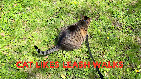 Cat Likes Leash Walks