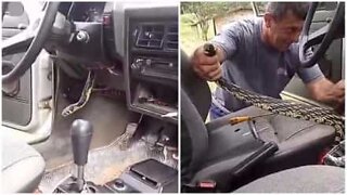 Captured! Snake living in car