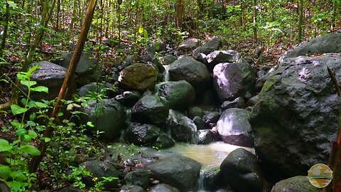 3hrs of water flowing down some rocks in the forest - Water Sounds - Nature ASMR - Nature Sounds