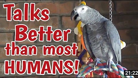 Smartest most conversational parrot ever. Petra the home automation expert_ african grey(1080P_HD)