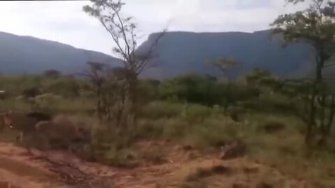 Brave Mother! Mother Lion Sacrifices Herself to Save Her Cubs From Angry Crocodile