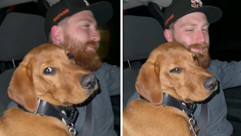 Tired Puppy Falls Asleep On Owner's Lap During Car Ride