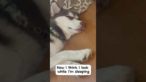 Sleeping Husky - How I think I look vs Reality