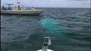 NTSB releases preliminary report on Bahamas helicopter crash that killed 7