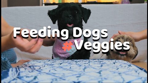 Feeding My Dogs Veggies