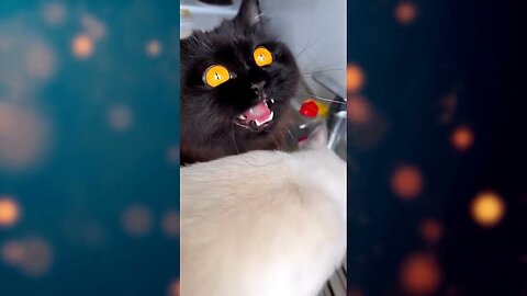 Funny cats compilation №10 / Смешная подборка котиков №10