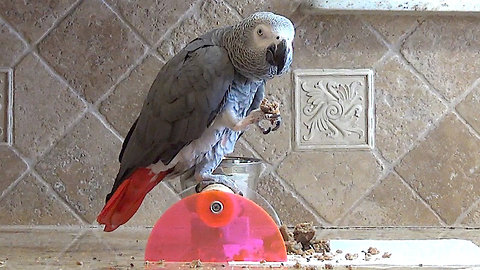 Helpful parrot provides instruction for lunch preparation