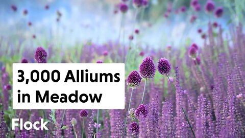 Bold & Beautiful: Planting 3,000 ALLIUMS in the Meadow — Ep. 135