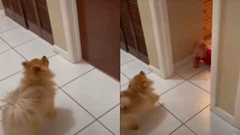Baby plays the cutest game of peekaboo with his puppy