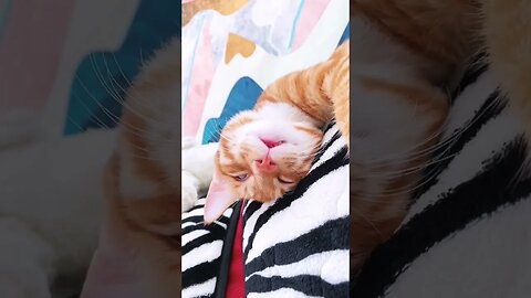 Cute Cat Sleep mode ||😽🐱#shorts #shortsfeed #animals #youtubepets_&_animal