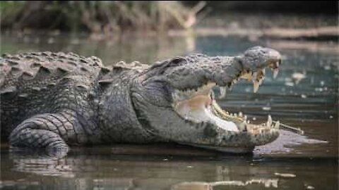 Un crocodile apparaît d'un coup en effrayant les visiteurs