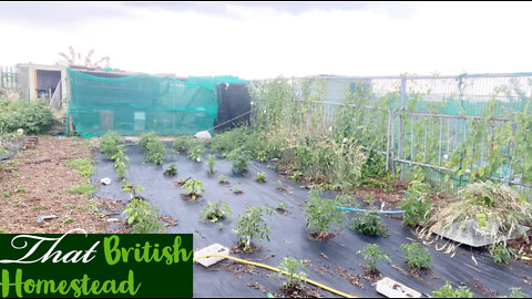 Vegetables that Thrive During the Summer Heat June Garden Tour: Allotment Garden