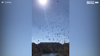 Tusenvis av fugler danser på himmelen over Georgia i USA
