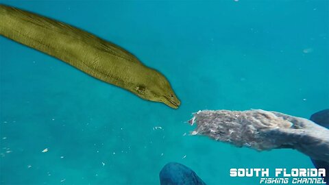 Feeding a WILD Moray Eel while Spearfishing