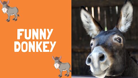 Funny Donkey Video 2021 - Funny Animals Videos | Funny Animals Paradise
