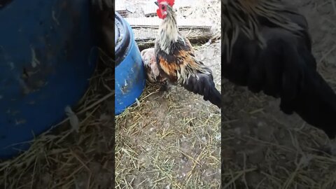 Chicken dust bathing in the chicken feed 4th December 2022