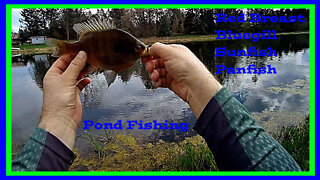 Pond Fishing for Panfish