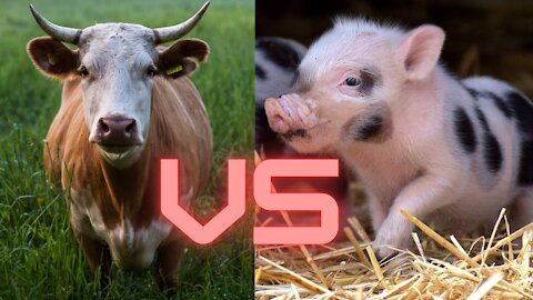 Little teacup pig VS a Big momma cow