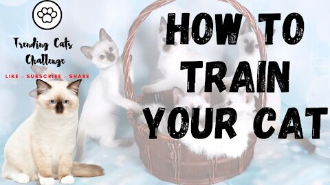 Train Your Cat - Funny Cats - Cute Cats - #Rumble Cats 3