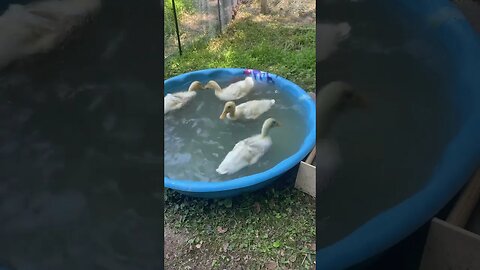 Our feathered babies are growing up so fast ! #backyardducks #growyourownfood #learning ￼