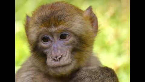 Bold monkey pees into car with tourists