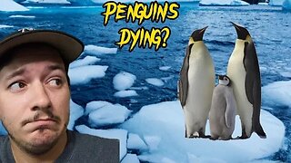Emperor Penguins going EXTINCT??