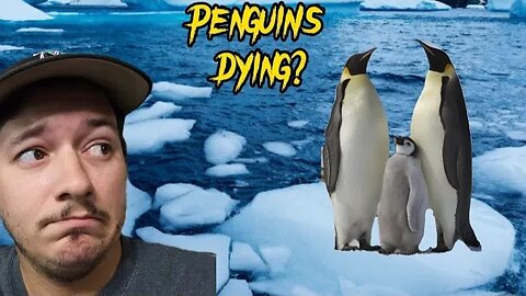 Emperor Penguins going EXTINCT??