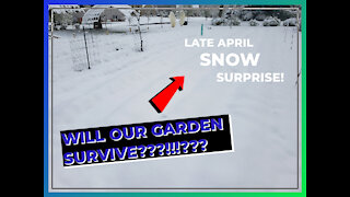 Will our Garden Survive the Snow???!!