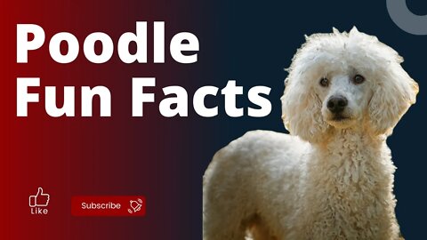 Poodle 10 Fun Facts