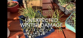 Unexpected Winter Damage