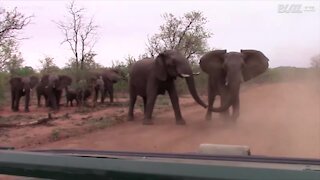 Des éléphants chargent des touristes