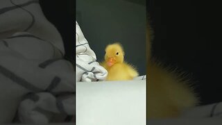 CUTE little baby duckling