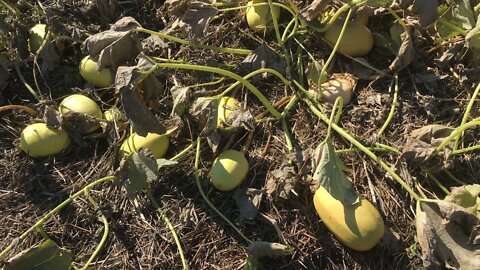 Spaghetti Squash Harvest #161 Heirloom Organic Vegetable Garden Series Oct 12th, 2021