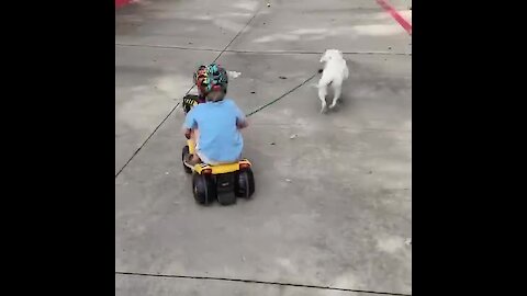 Energized puppy pulls kid on tricycle a little too hard