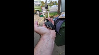 Wagtail Rescue