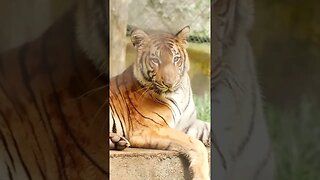 Saving the Majestic Tigers: Why We Must Act Now #shorts ,#short ,#shortvideo