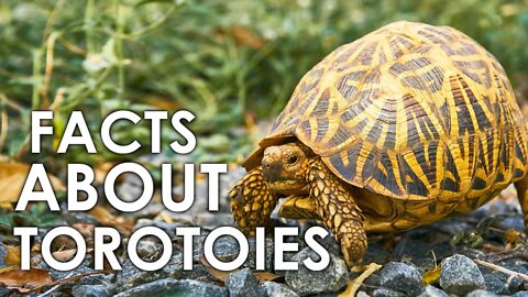 FACTS ABOUT TORTOISE | THE SLOWEST CREATURE | TORTOISE | TURTLE | REPTILE | ANIMAL | NATURE
