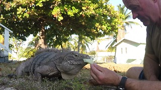 Huge iguanas run for salad treat