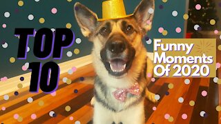 Most Memorable Moments of 2020 | My Dog Is Funny As Heck
