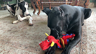 Great Danes Play Nicely and Share Their Toys