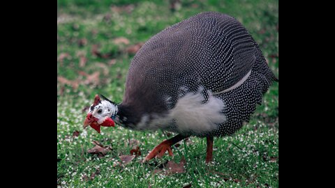 Guinea Fowl Frequently Asked Questions