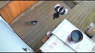 Two Magpie (birds) stealing the kittens' food