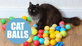 This Cheeky Cat Keeps Stealing Dozens Of Children's Ball-Pit Balls