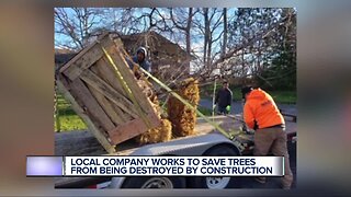 Local company works to save trees from being destroyed by construction