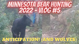 Minnesota Bear hunting VLOG 5 | Bears and Wolves