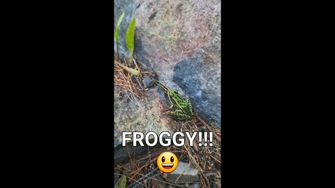 Froggy! your my new best friend #shorts